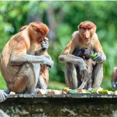 See the Proboscis Monkeys